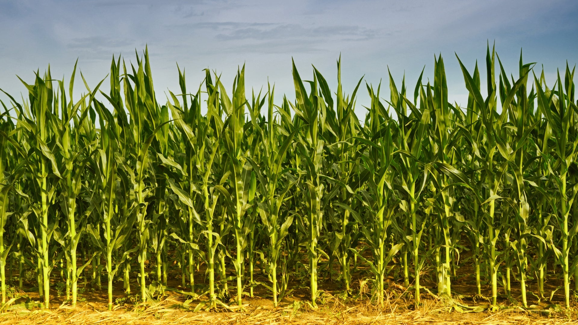 Fórum Getap Inverno apresentará os campeões de produtividade no milho de 2023