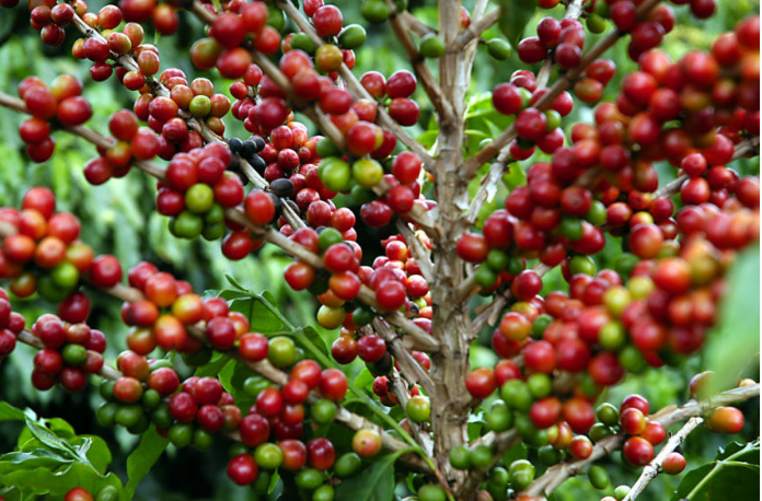 Cinco projetos de pesquisas na área da agricultura familiar são aprovados pelo governo de MT; investimento de R$ 1 milhão