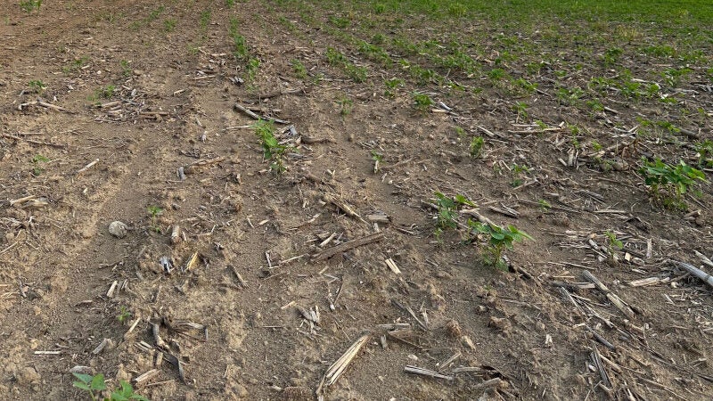 Clima extremo causa prejuízos e preocupa  produtor em Mato Grosso, diz presidente da Aprosoja