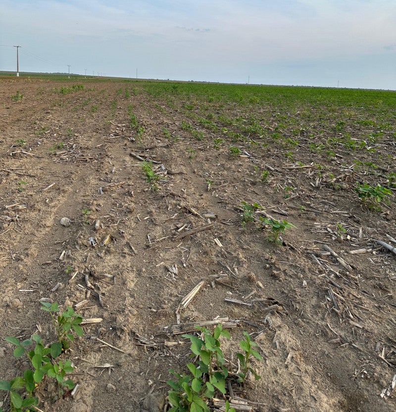 Clima extremo causa prejuízos e preocupa  produtor em Mato Grosso, diz presidente da Aprosoja