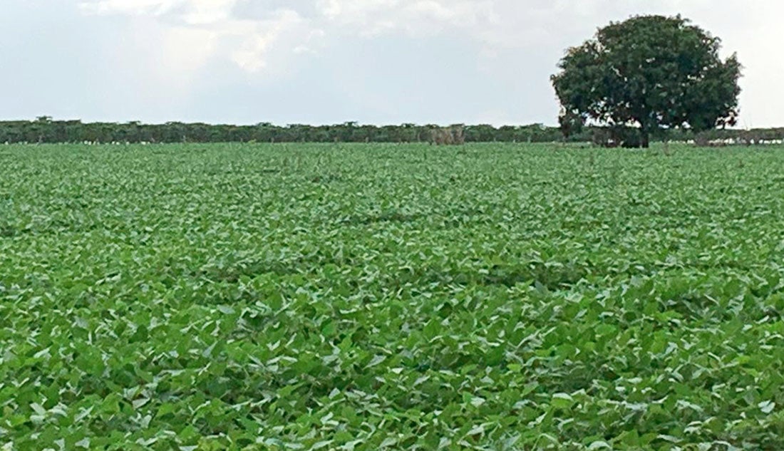 Primeira projeção é de aumento de 2,3% no custo total da soja em Mato Grosso