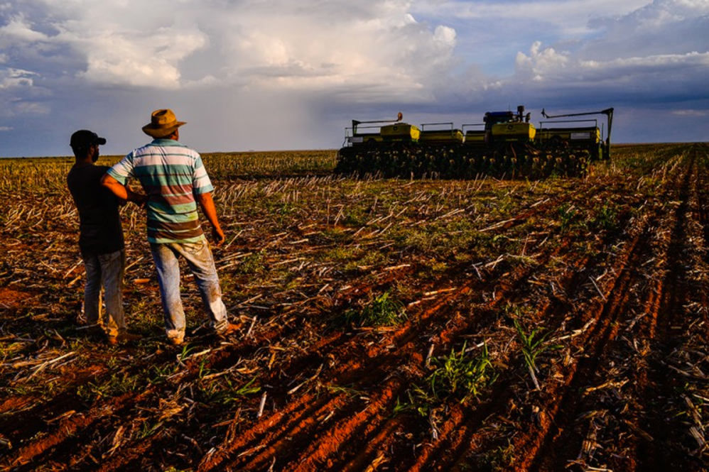 Instituto aponta que em ‘alta parcela’ de fazendas em Mato Grosso foi necessário replantar soja