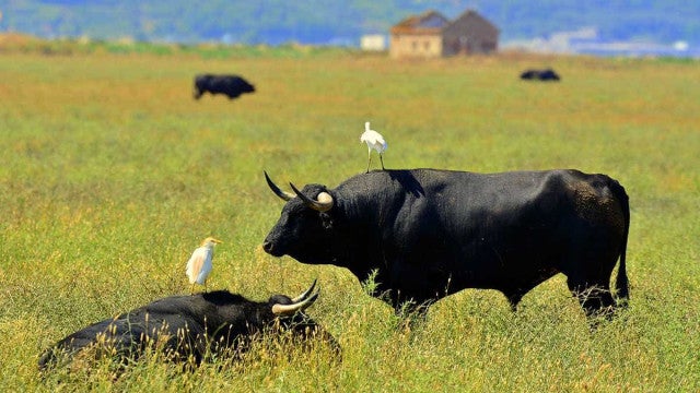 Polícia irlandesa investiga roubo de esperma de touro em fazenda