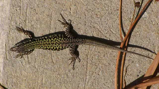 Menino é internado após comer lagartixa frita dada pela madrasta