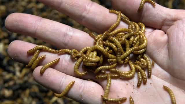 Espanha: Famílias em choque após encontrarem larvas na comida da escola