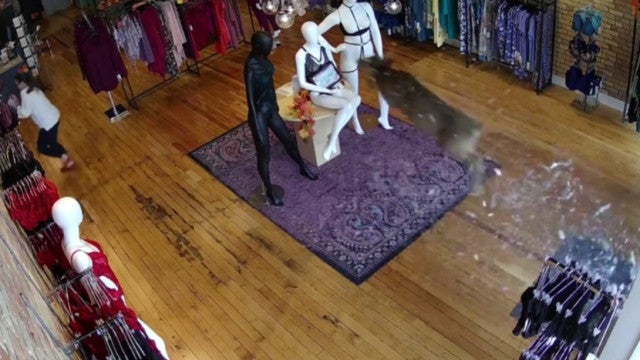 Veado causa estragos em loja de lingerie nos EUA; veja as imagens