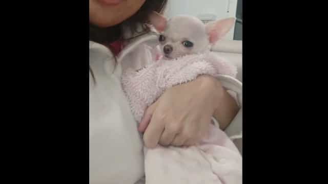 Zoe, a chihuahua que superou a hidrocefalia e conquistou a web