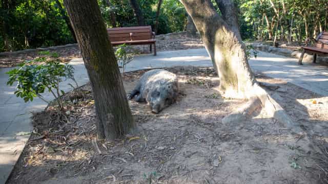 Javali rouba 18 cervejas, fica bêbado e ataca vaca