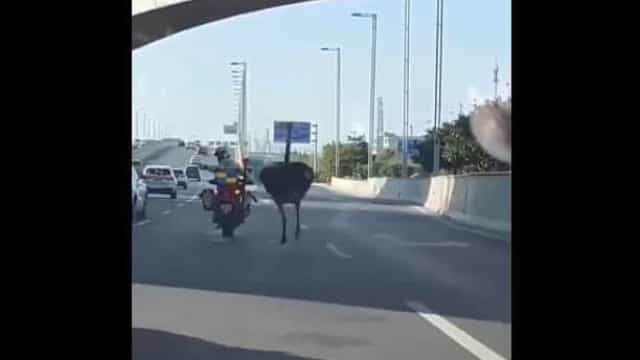 Polícia persegue avestruz em estrada movimentada da China