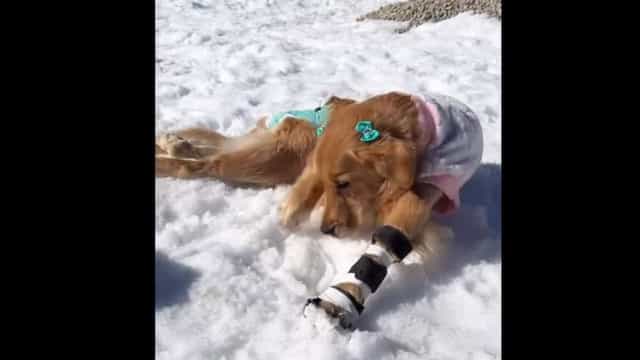 Donos levam cadela paralítica à neve e a reação já é viral; assista