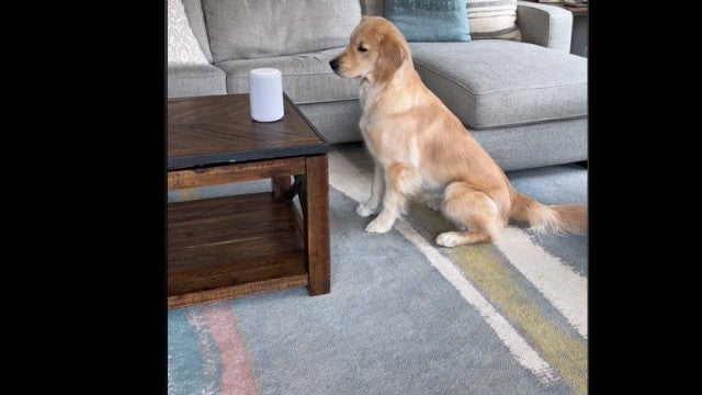 Cadela ouve tema de Bonnie Tyler e cumpre ‘ordens’ da cantora; assista