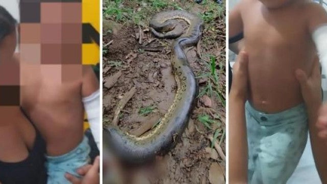 Menino de 2 anos é atacado por sucuri de 6 metros em GO
