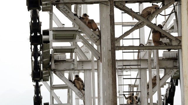 Grupo de macacos mata menino de 10 anos na Índia