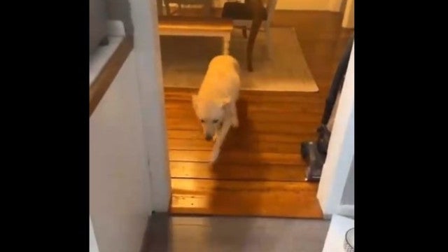 Dona chega em casa e encontra cão bêbado; vídeo já se tornou viral