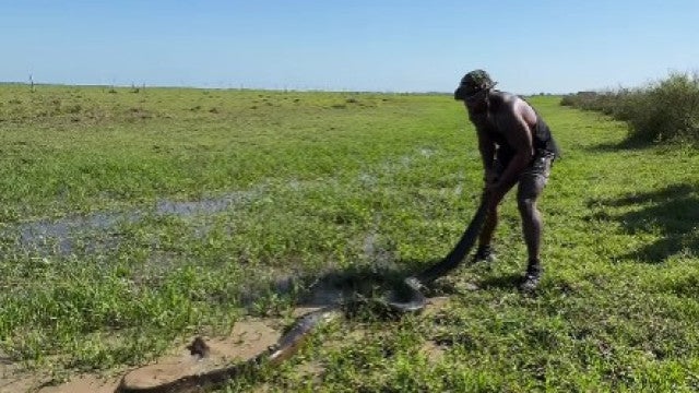 Homem (ou ‘Tarzan’) captura anaconda com as próprias mãos; veja