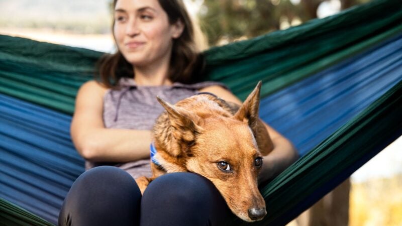 Vai tirar férias e viajar? Confira algumas dicas para levar seu pet