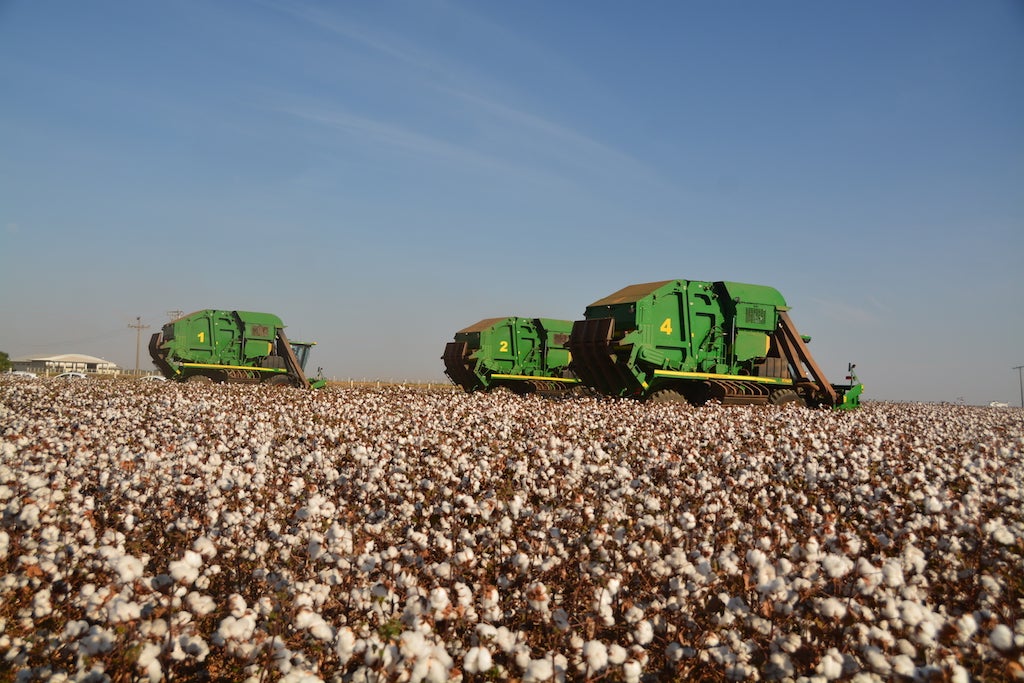 Área projetada de plantio de algodão em Mato Grosso cresce 3,2%
