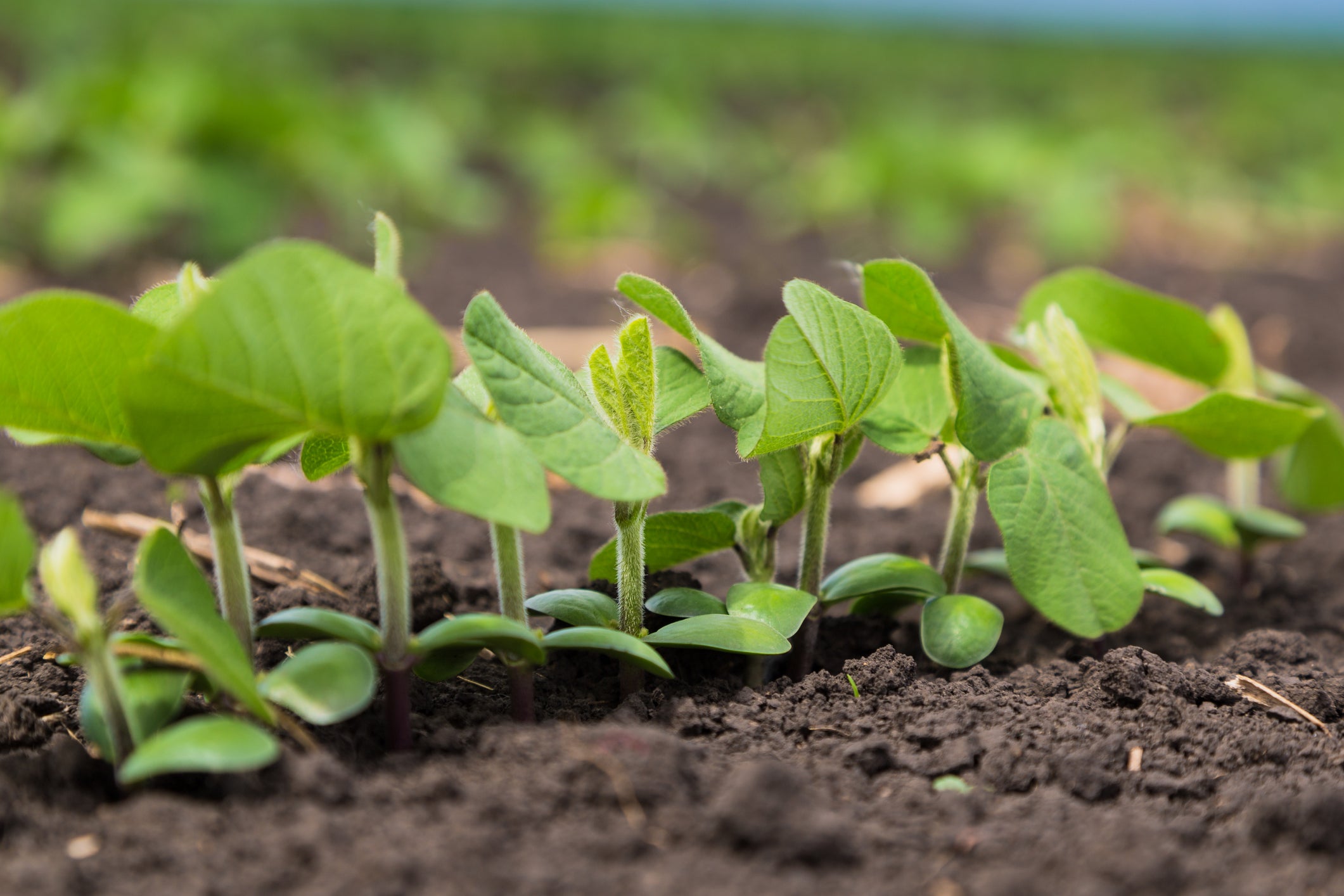 Biotecnologia pode ser aliada dos produtores contra impactos climáticos
