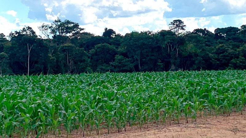 Área plantada de milho em Mato Grosso tem queda de 2%