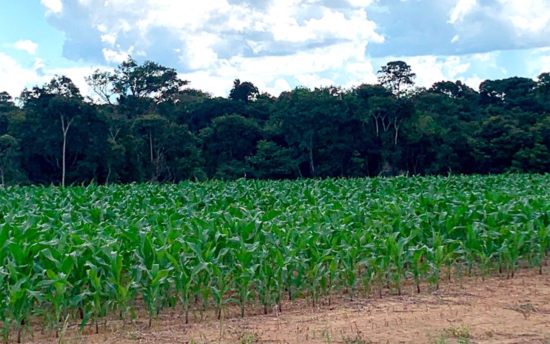 Área plantada de milho em Mato Grosso tem queda de 2%