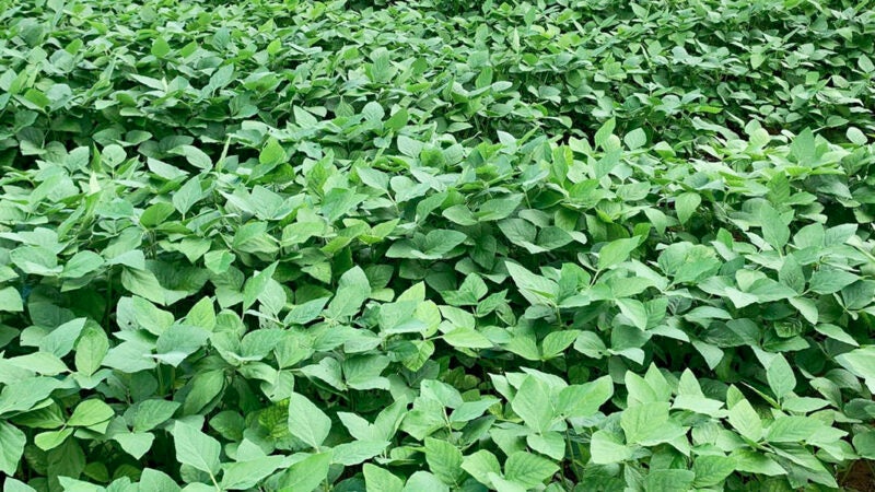 Clima quente causa leve queda na área plantada de soja em MT que deve ser de 42 milhões toneladas