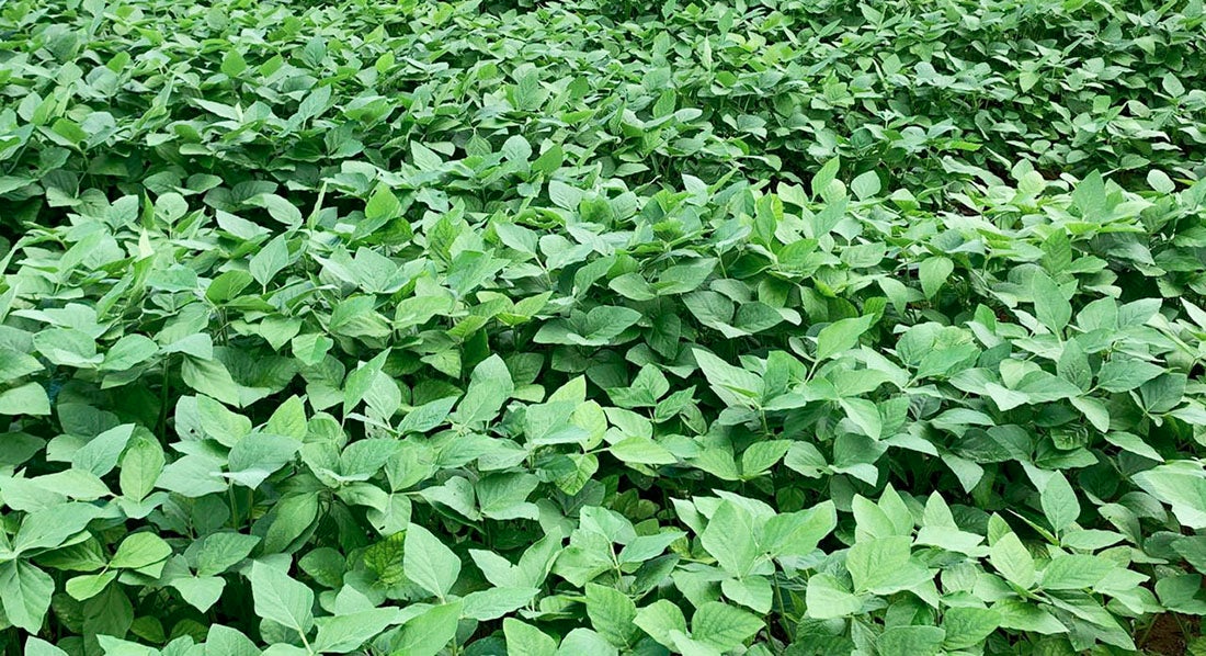 Clima quente causa leve queda na área plantada de soja em MT que deve ser de 42 milhões toneladas