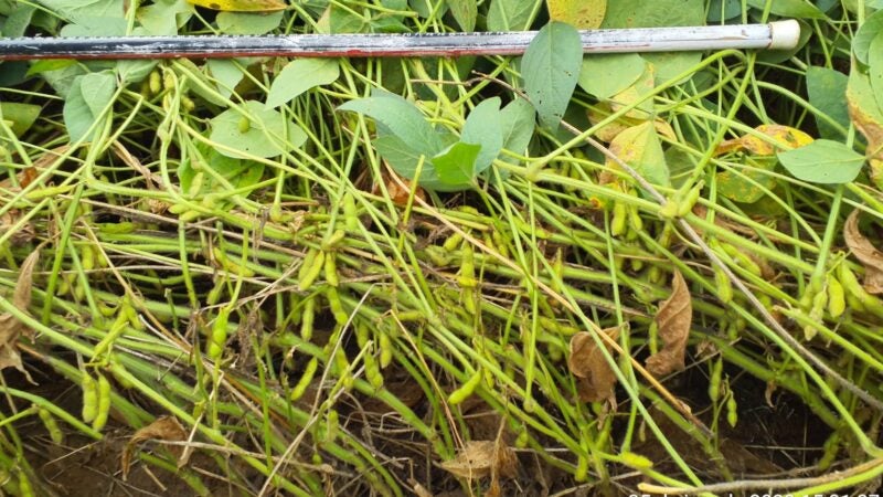 Ensaios avaliam desempenho de cultivares de soja em ano de intenso estresse climático