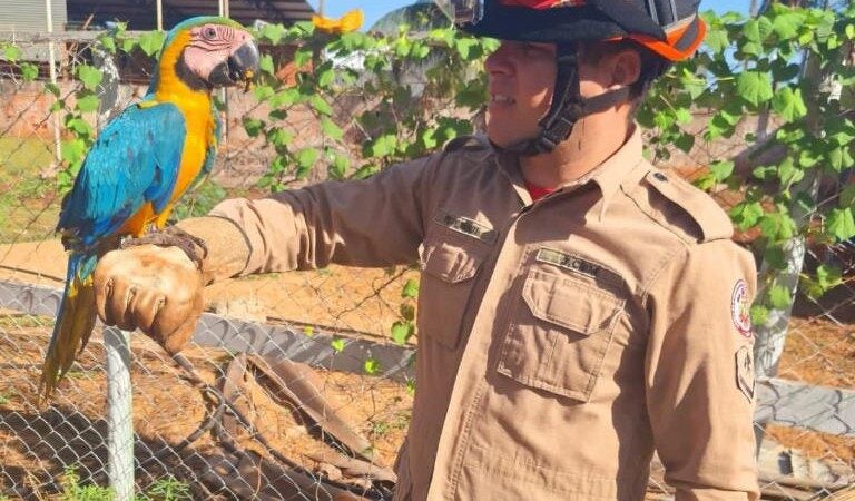 Animais silvestres ameaçados de extinção são resgatados pelo Corpo de Bombeiros Militar