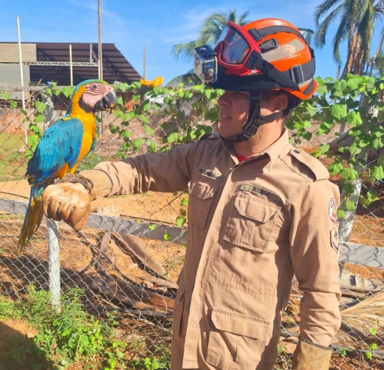 Animais silvestres ameaçados de extinção são resgatados pelo Corpo de Bombeiros Militar