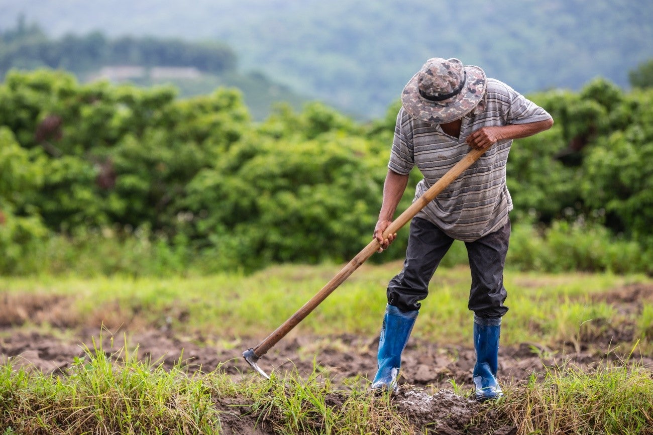 Agricultores precisam estar atentos à fertilidade do solo devido ao calor intenso em diversas regiões, diz especialista
