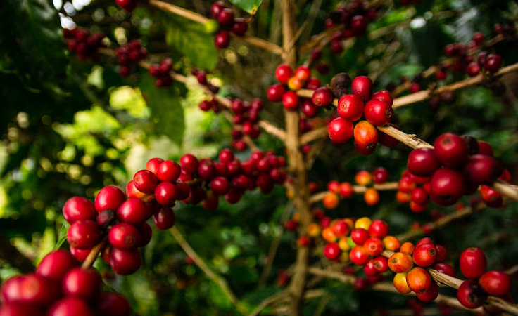 Recuperação produtiva nas lavouras de café