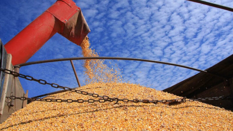 Milho disponível em Mato Grosso sobe 1,2%