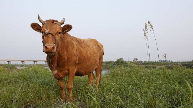 Exportação agropecuária em 2024 tende a cair em volume