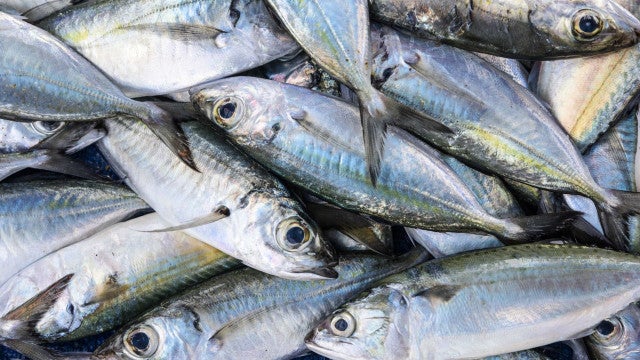 Toneladas de sardinhas mortas aparecem na costa no Japão