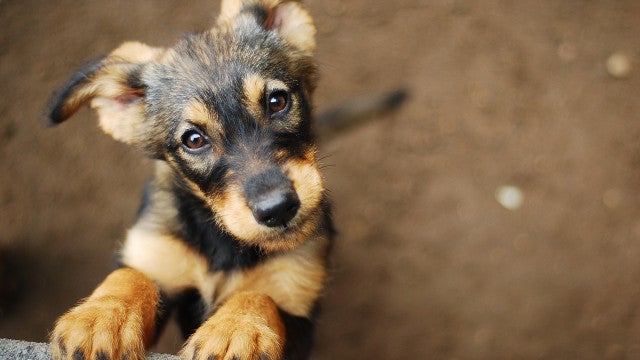 Câmara aprova projeto que fixa multa mínima de R$ 10 mil para crimes contra animais