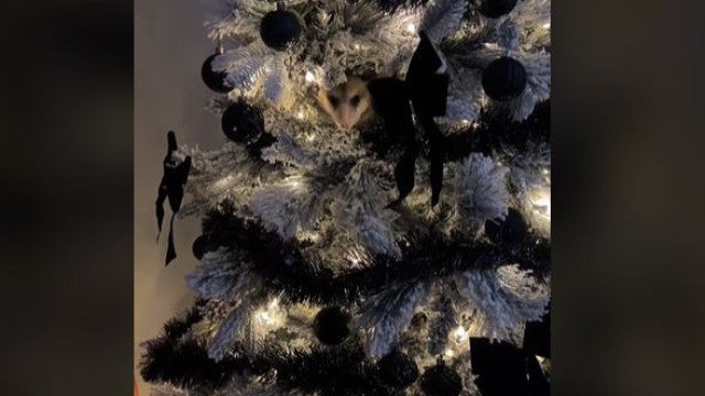 "Choque": Ouve espirros vindos de árvore de Natal e descobre um gambá