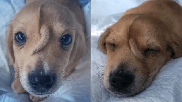 ‘Unicãornio’? Animal com cauda na testa encontra novo lar e é feliz