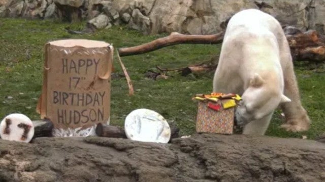 Urso polar faz 17 anos e comemora com bolo de peixe e gelado de passas