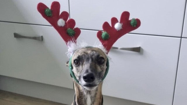 Cão que foi agredido vai passar o Natal com enfermeira que o adotou