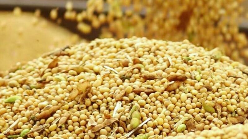 Preço da soja disponível em Mato Grosso sobe e média vai a R$ 121