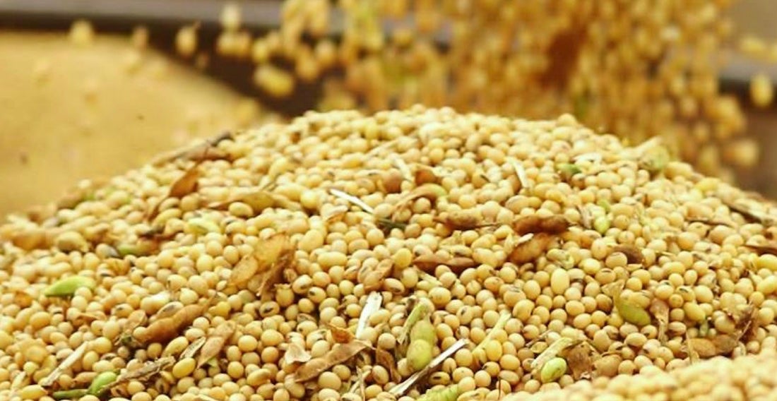 Venda de soja avança e preço médio de fechamento em novembro chega a R$ 120