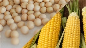 Projeções para a soja e milho são reduzidas