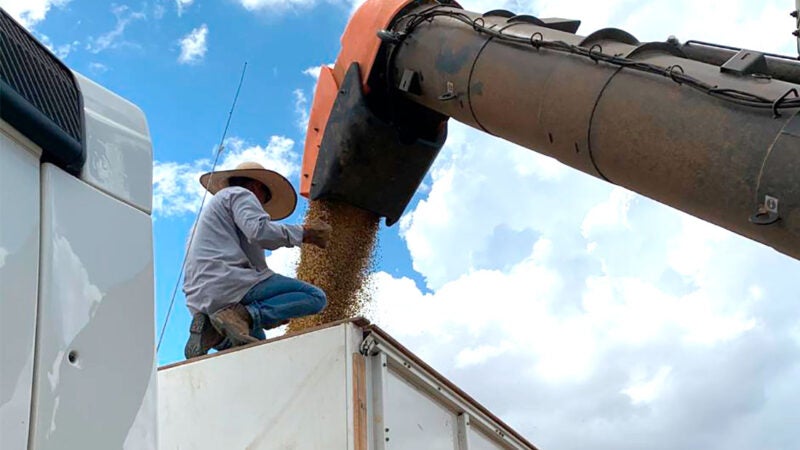 Nova projeção indica queda de 7% na produtividade de soja que é colhida em Mato Grosso