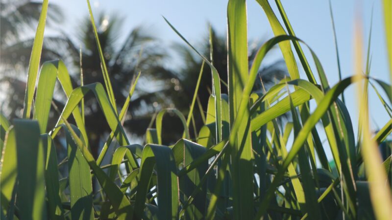 Formação de pastagem requer atenção para que não haja margem para erros