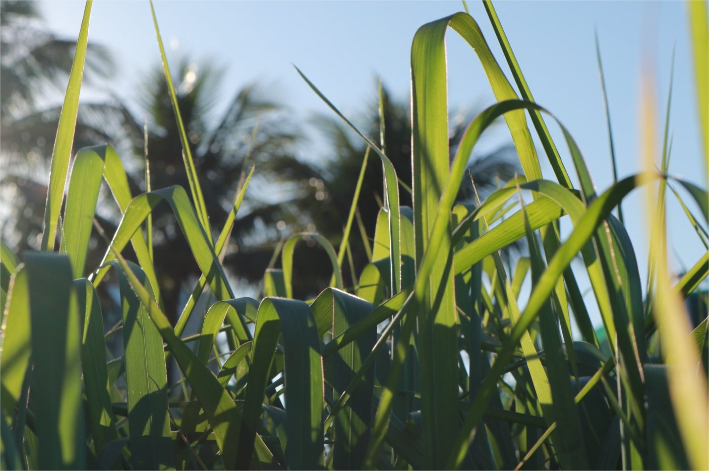 Formação de pastagem requer atenção para que não haja margem para erros