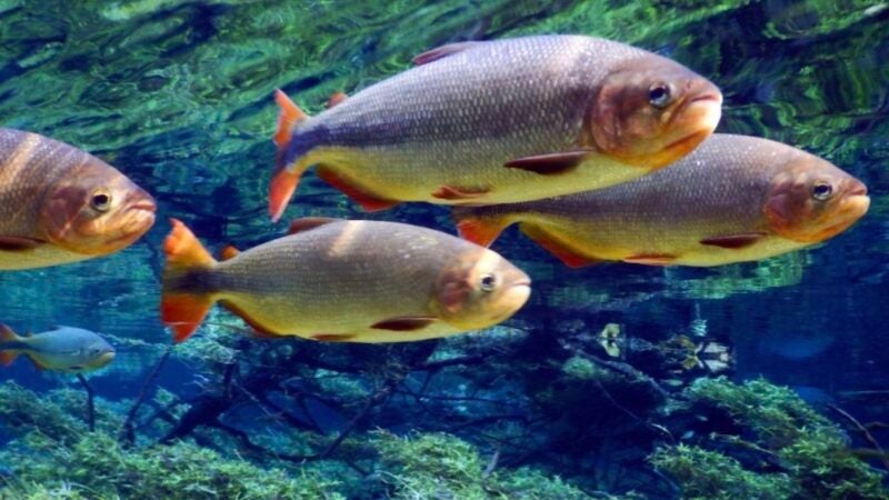 Governo de Mato Grosso envia na próxima semana ao STF proposta para ajustar lei do transporte zero de peixes