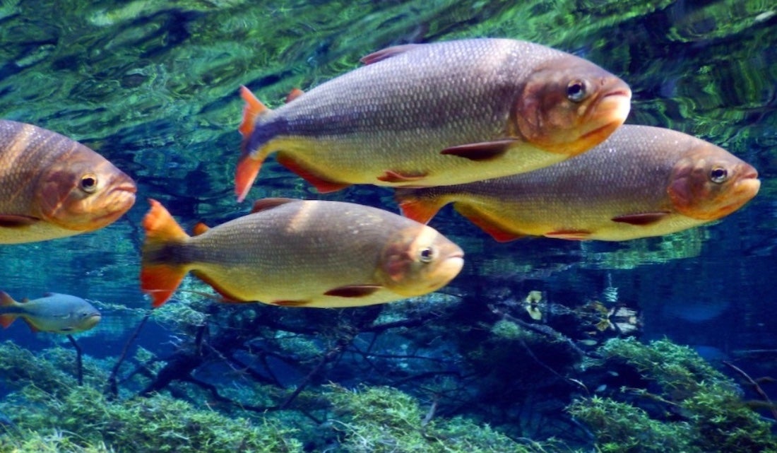 Governo de Mato Grosso envia na próxima semana ao STF proposta para ajustar lei do transporte zero de peixes