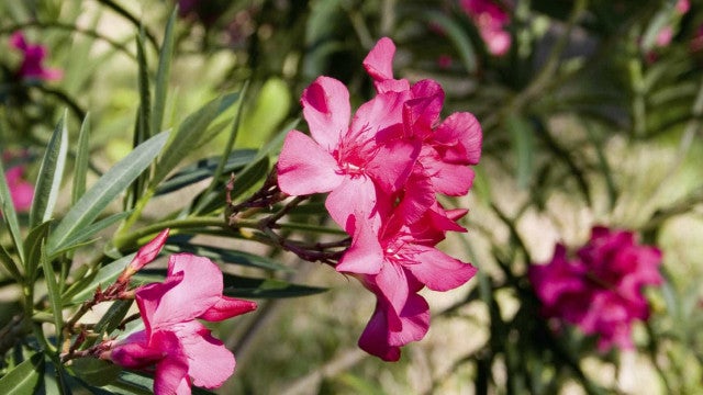 Filipinas: Homem mata vizinha por causa de conflito causado por flores