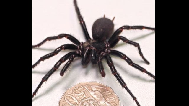 Maior macho da aranha mais venenosa do mundo é encontrado na Austrália