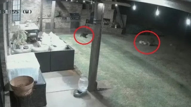 Gata salva cadela de ataque de coiotes; veja o exato momento